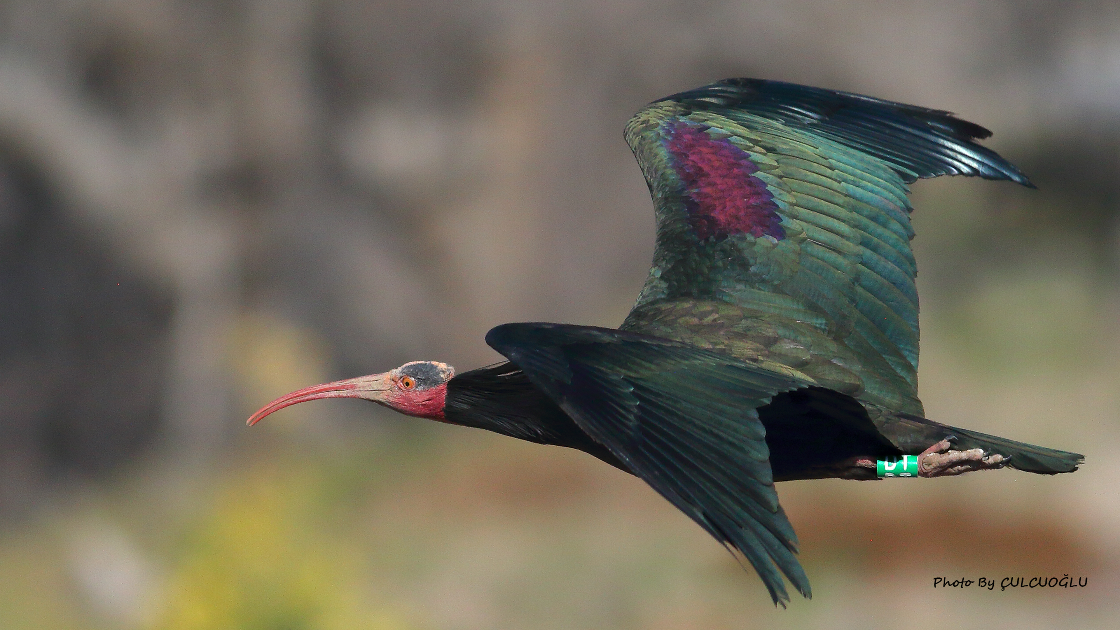 Northern Bald Ibis